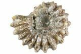 Bumpy Ammonite (Douvilleiceras) Fossil - Madagascar #343797-1